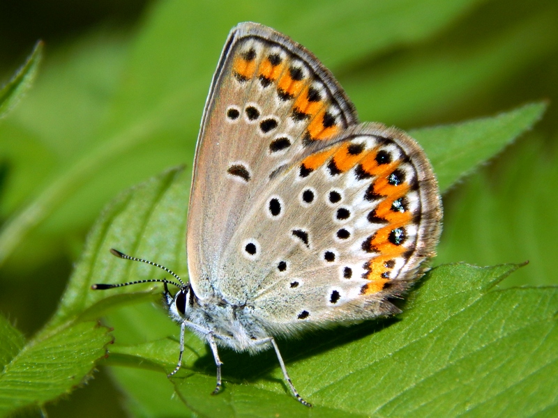 Plebejus cfr. argus